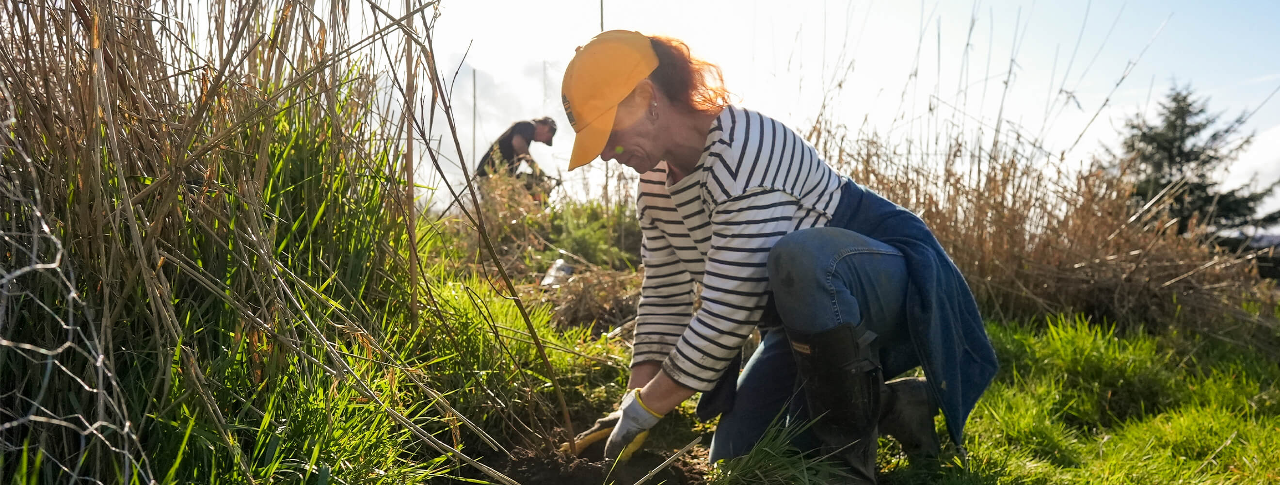 a person in a yellow baseball hat and striped shirt digs in the soil on a farm.