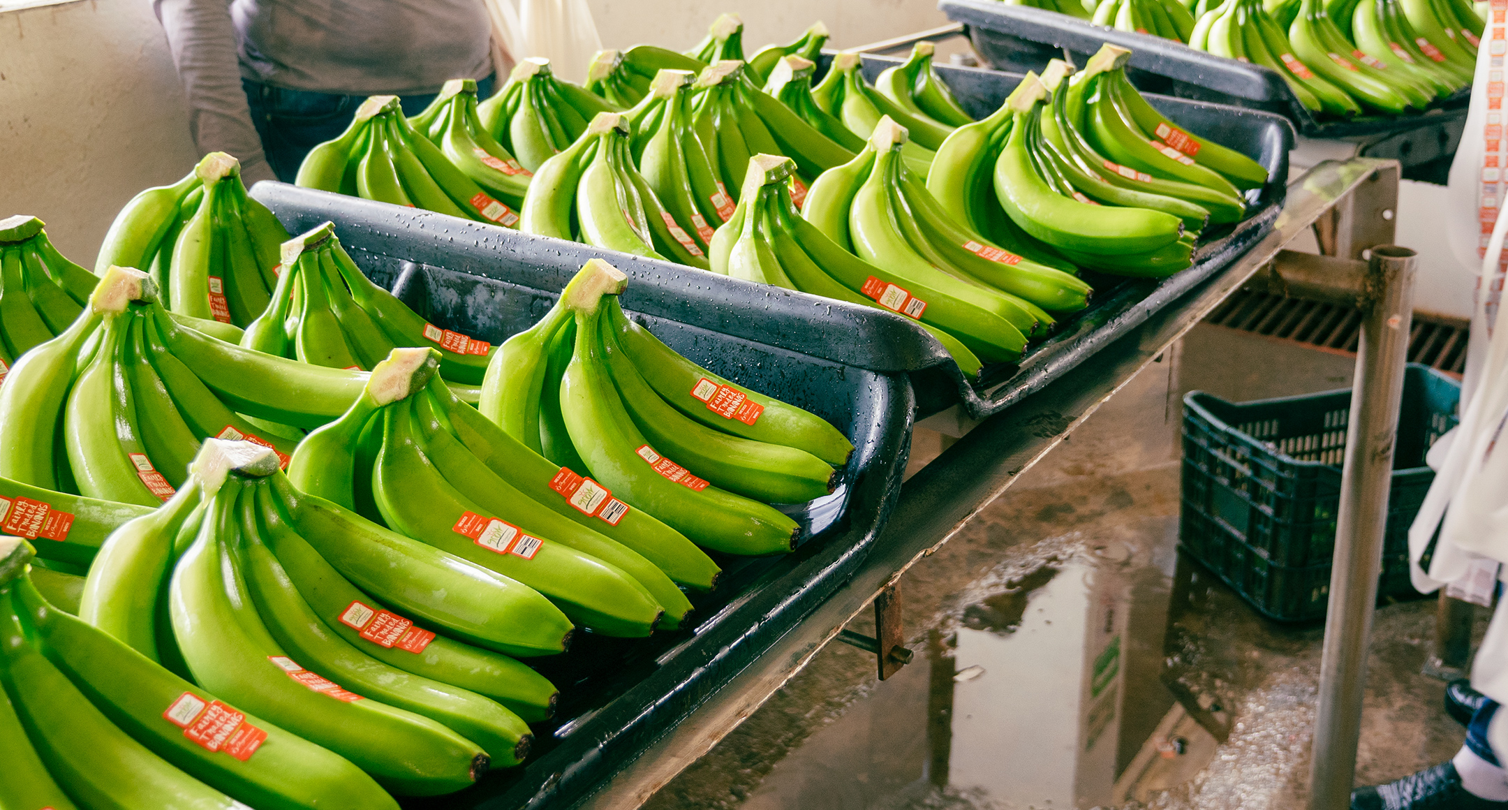 Several bunches of vibrant GROW green bananas lined up on a table.