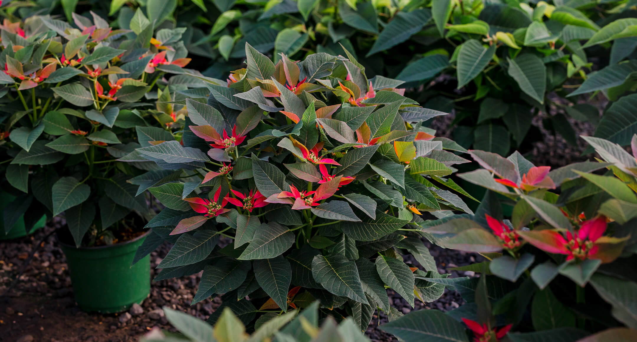 Fessler Nursery poinsettias.