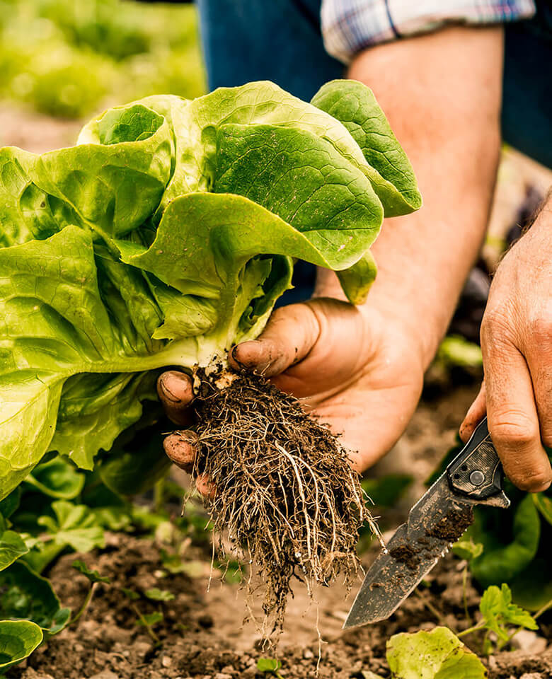 An image showing a close-up of two hands harvesting leafy greens from a garden bed.