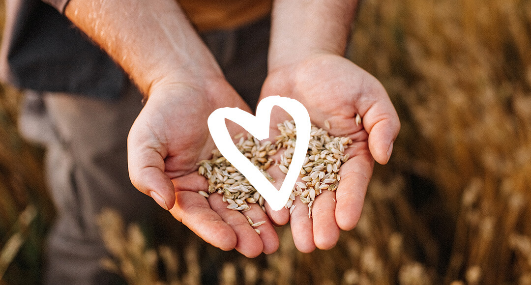 Hands holding grain with an illustration of a heart overlayed on top of the hands.