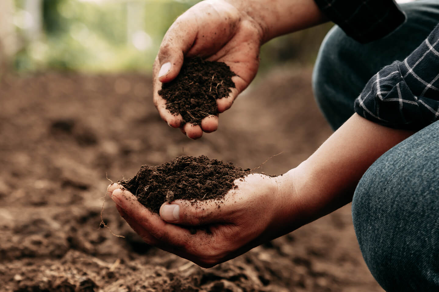Two hands holding dirt
