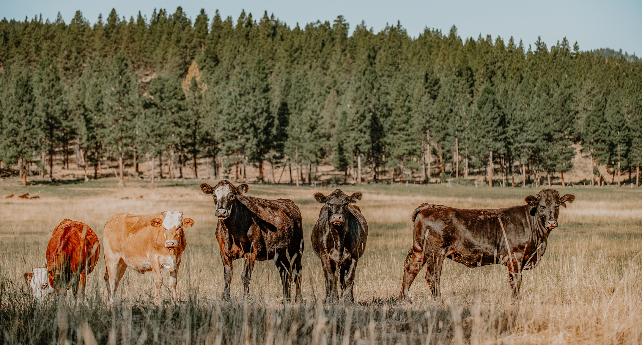A herd of five cows standing in a pasture.