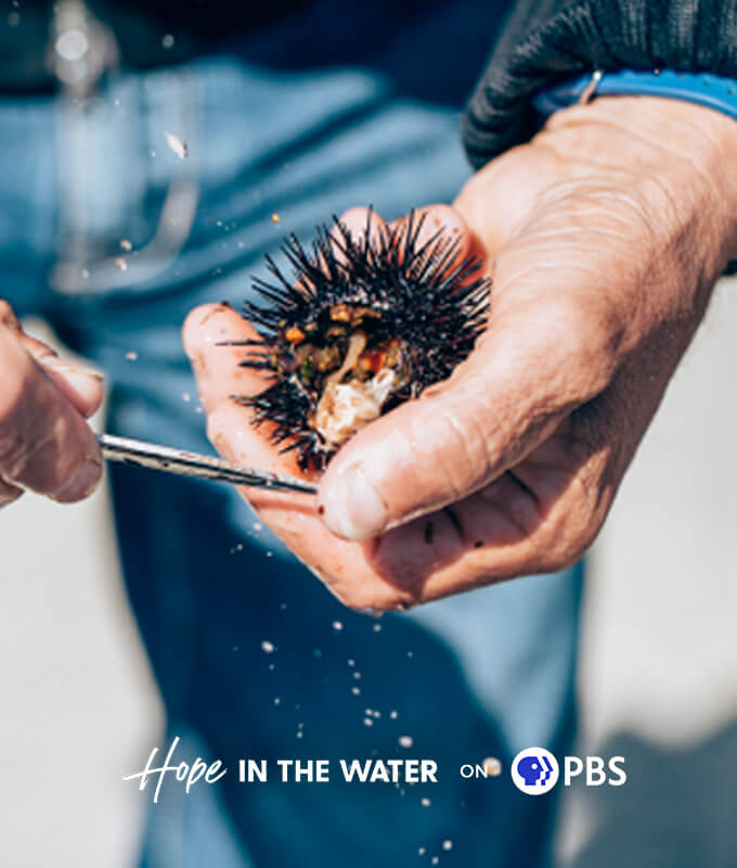 a hand holding a spiky sea creature and a knife. Image courtesy of Eric Wolfinger.