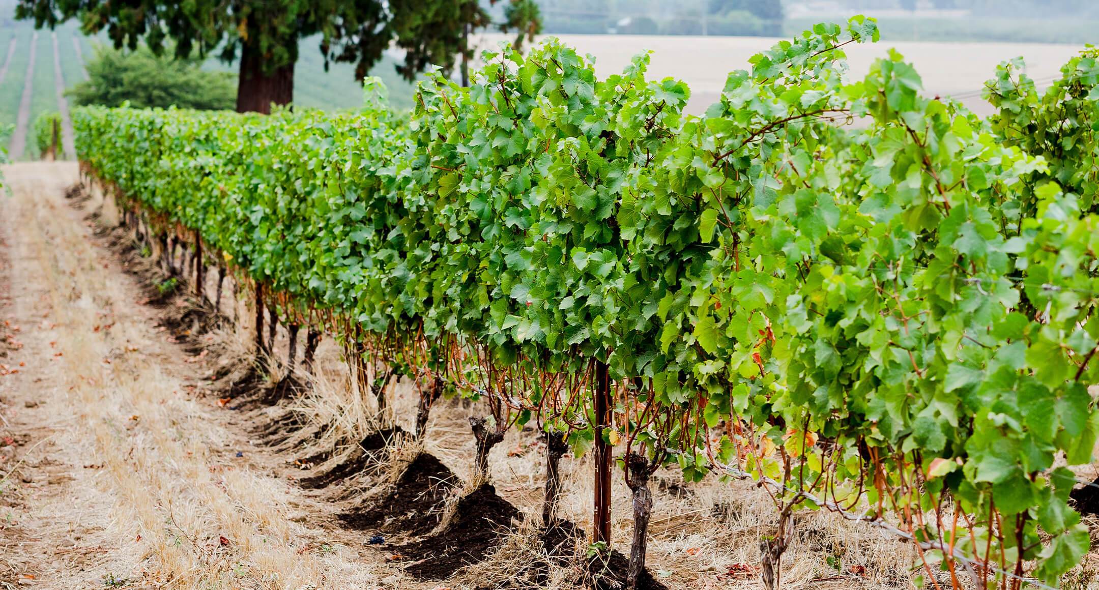 Grapevines at Jacob Hart Estate Vineyard