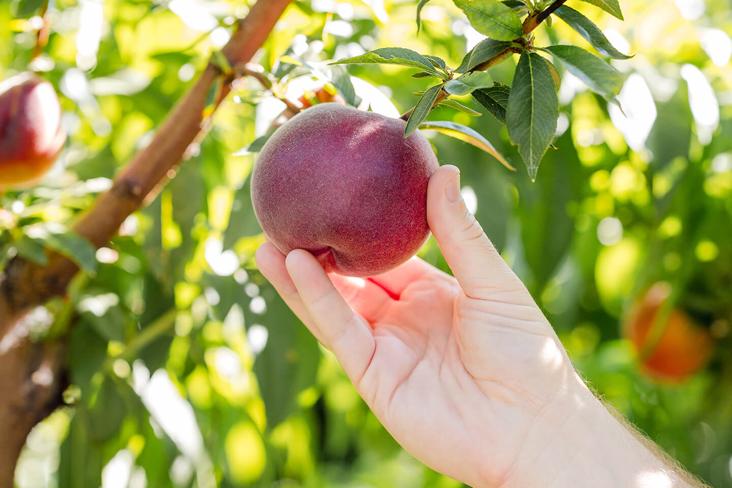 A tree-ripened Maryhill peach on the tree.
