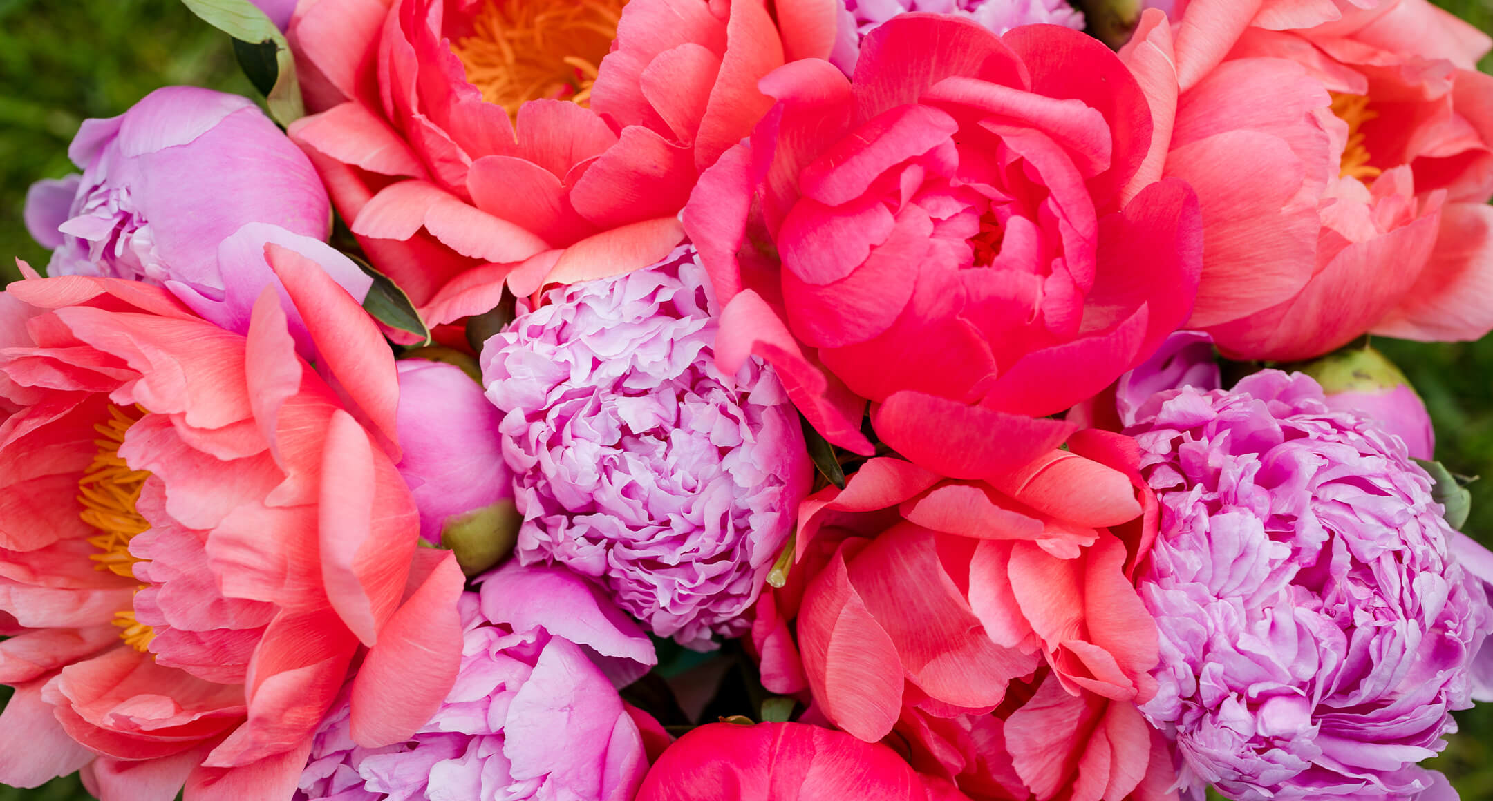An arrangement of colorful peonies blooms.