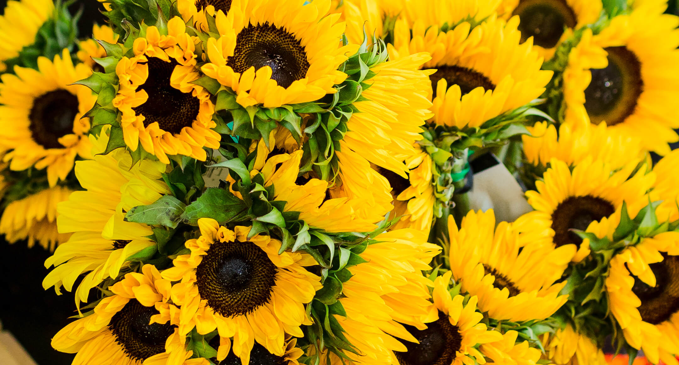 Bright, beautiful sunflowers