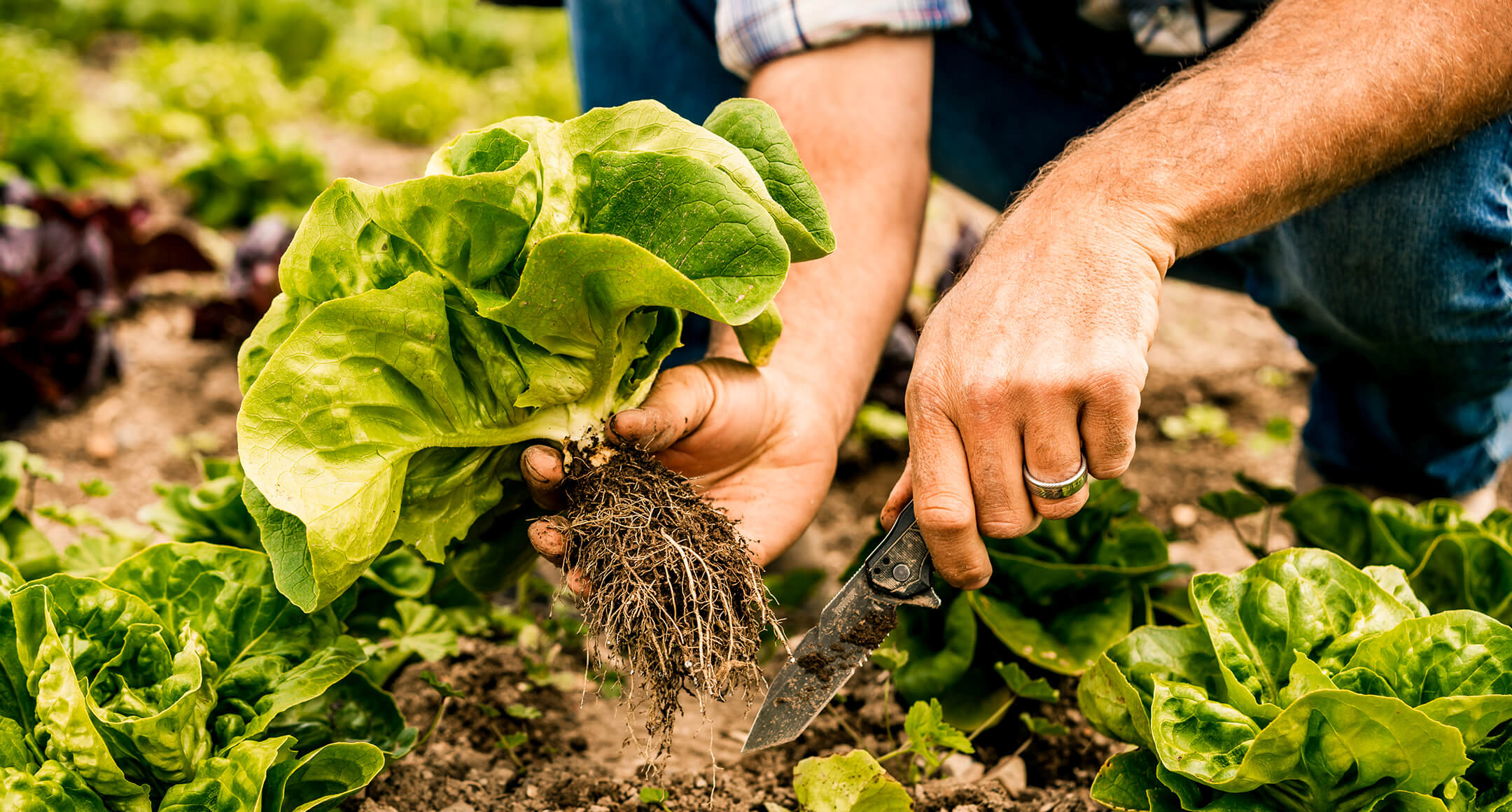 An image showing a close-up of two hands harvesting leafy greens from a garden bed. 