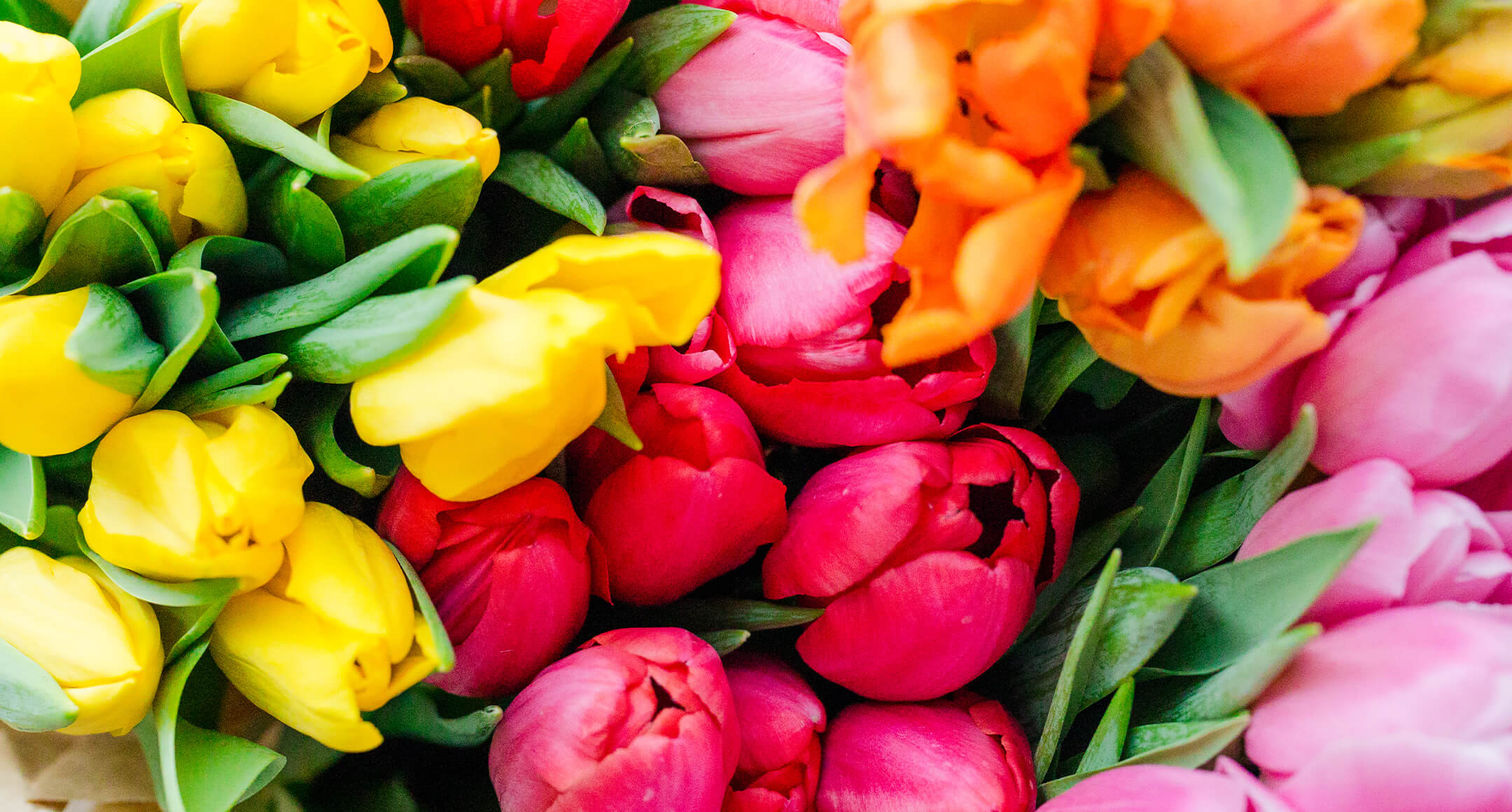 An arrangement of colorful tulip blooms.