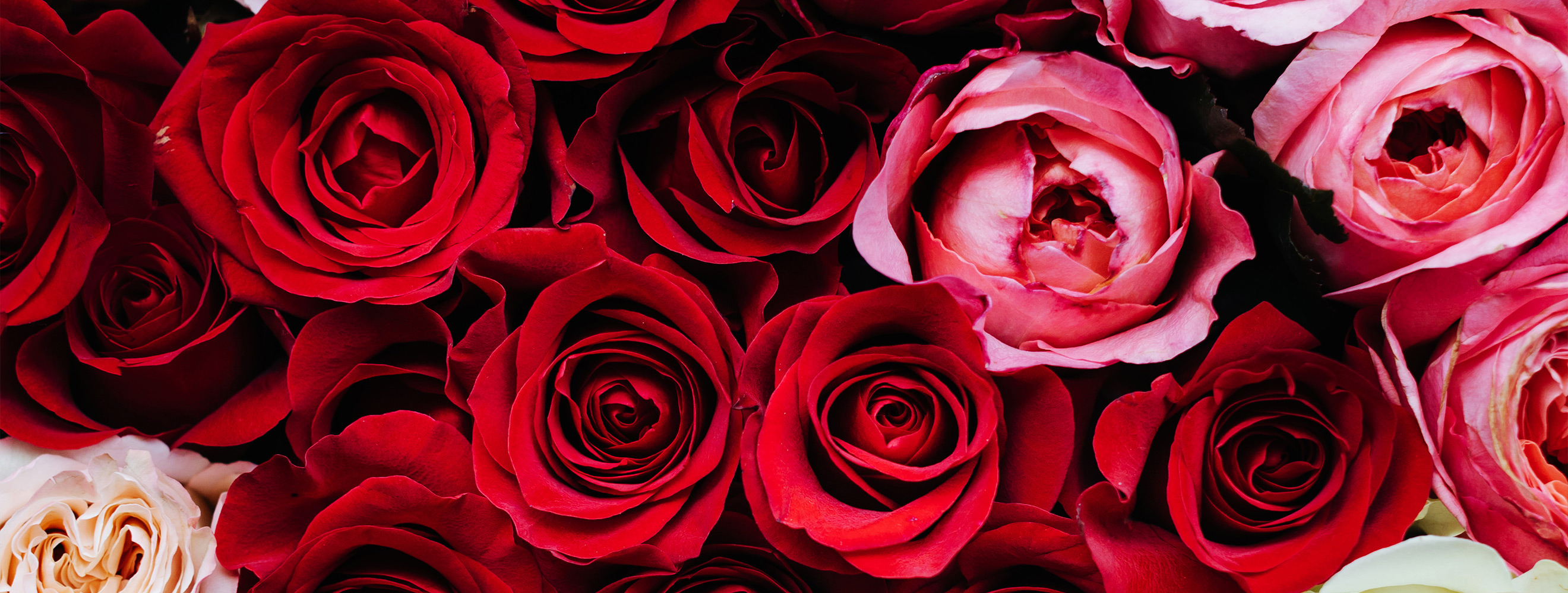 red white and pink roses in an overhead shot