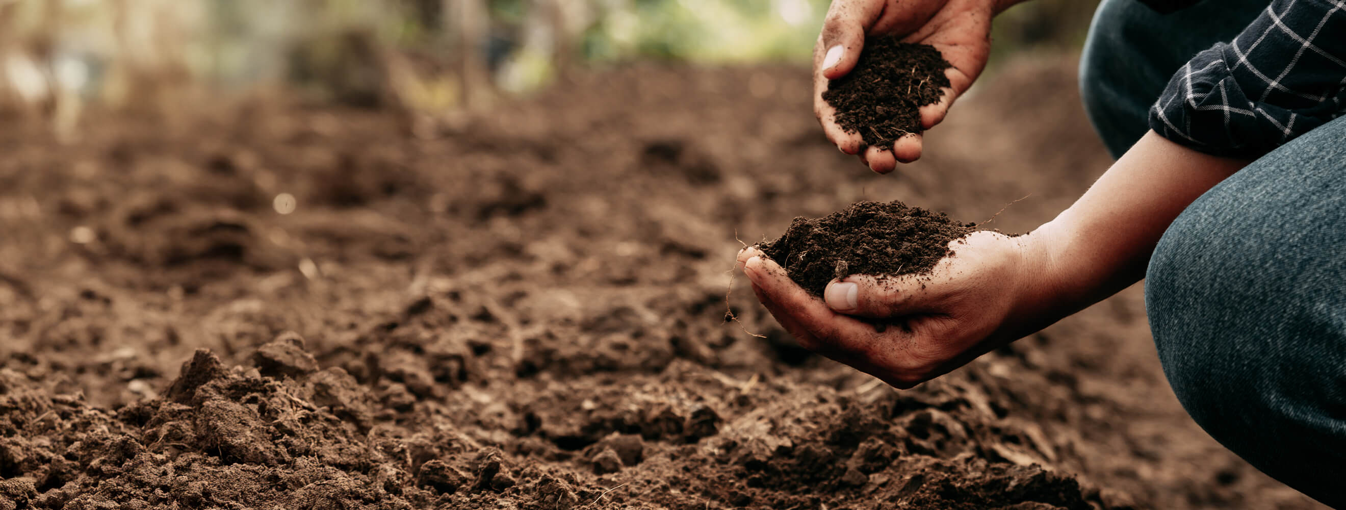 Two hands holding handfuls of soil.