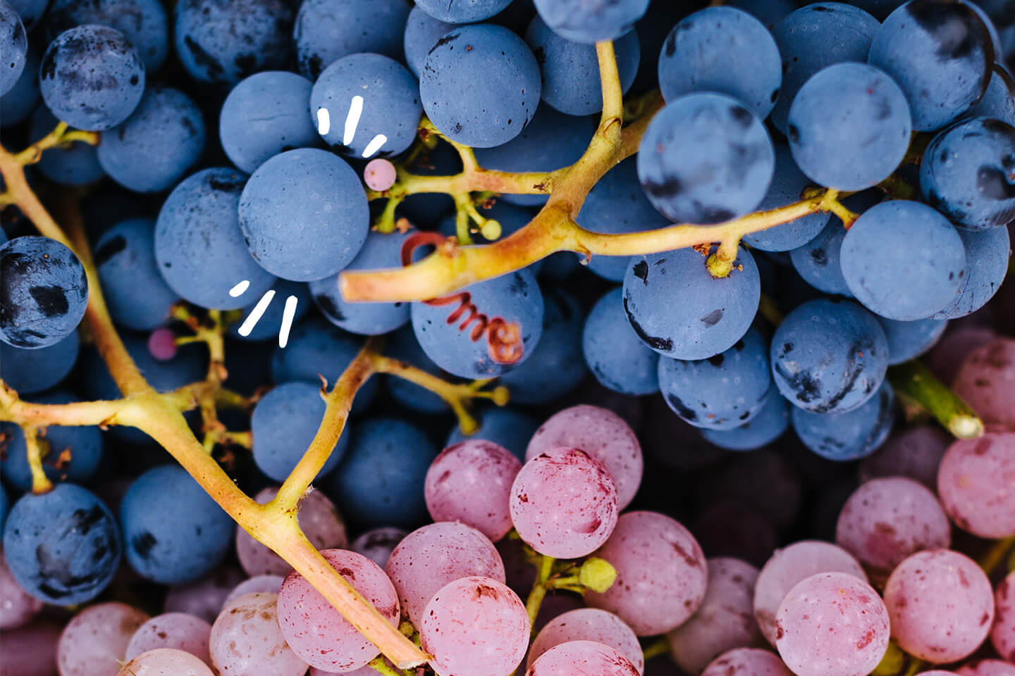 purple and red grapes on the stem