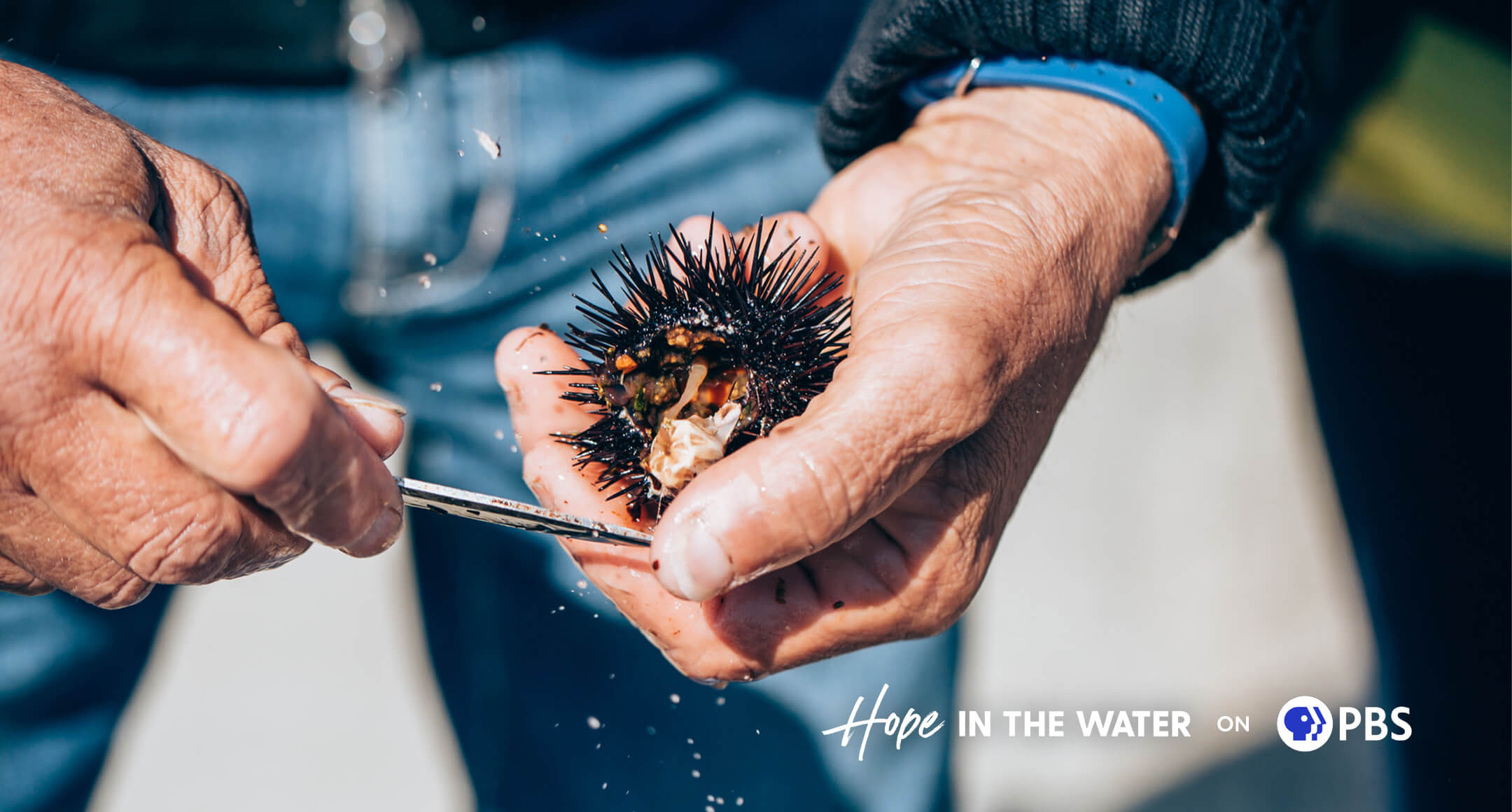 An image showing hands harvesting a sustainable sea urchin, courtesy of Fed by Blue.
