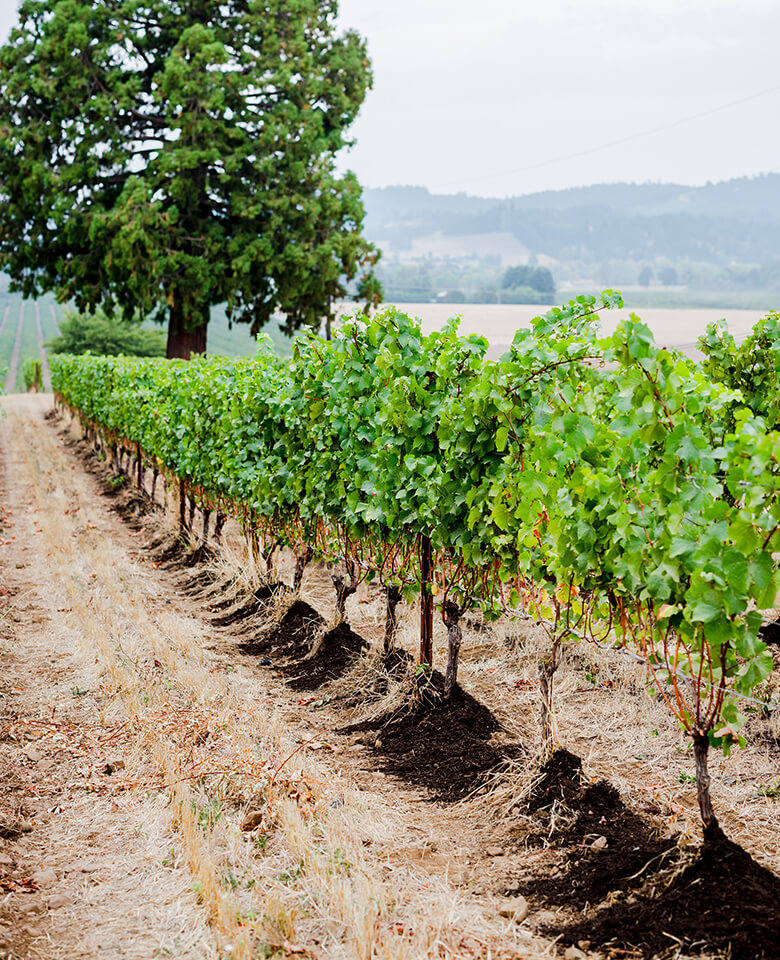 a row of plants in a vineyard 