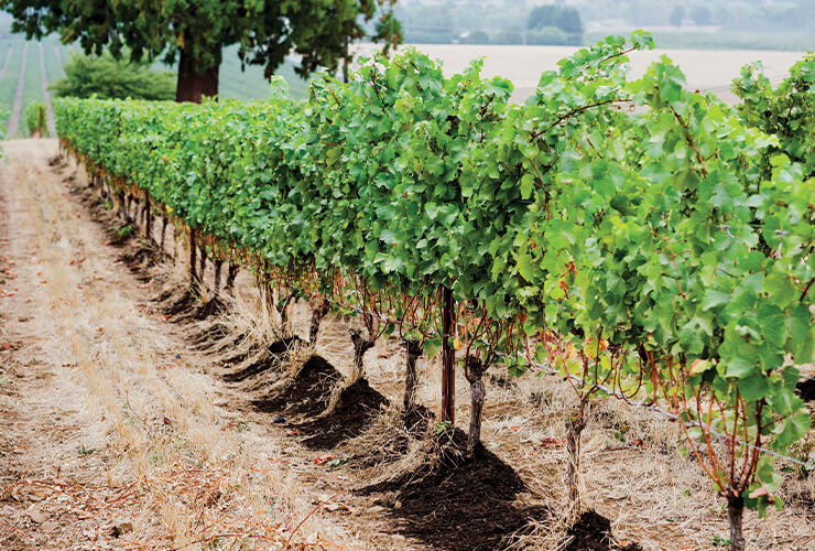 a row of plants in a vineyard 