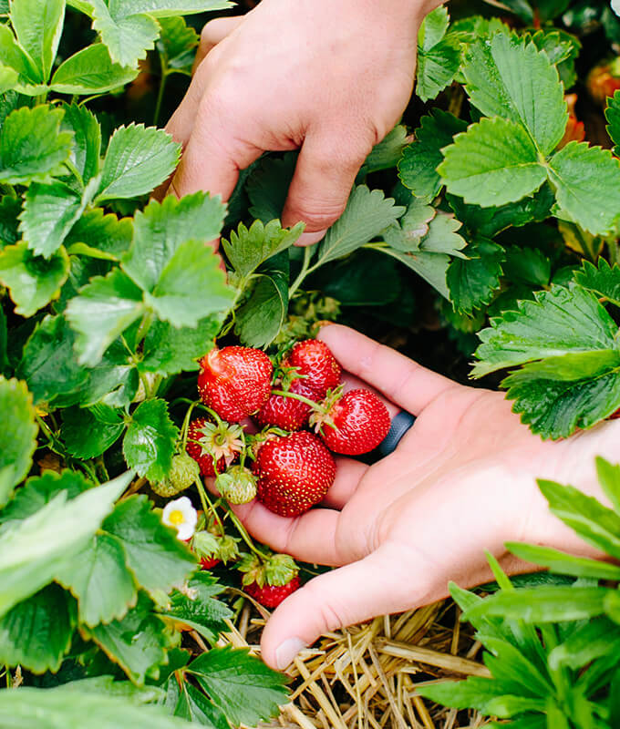 hands holding fresh strawberries in a field