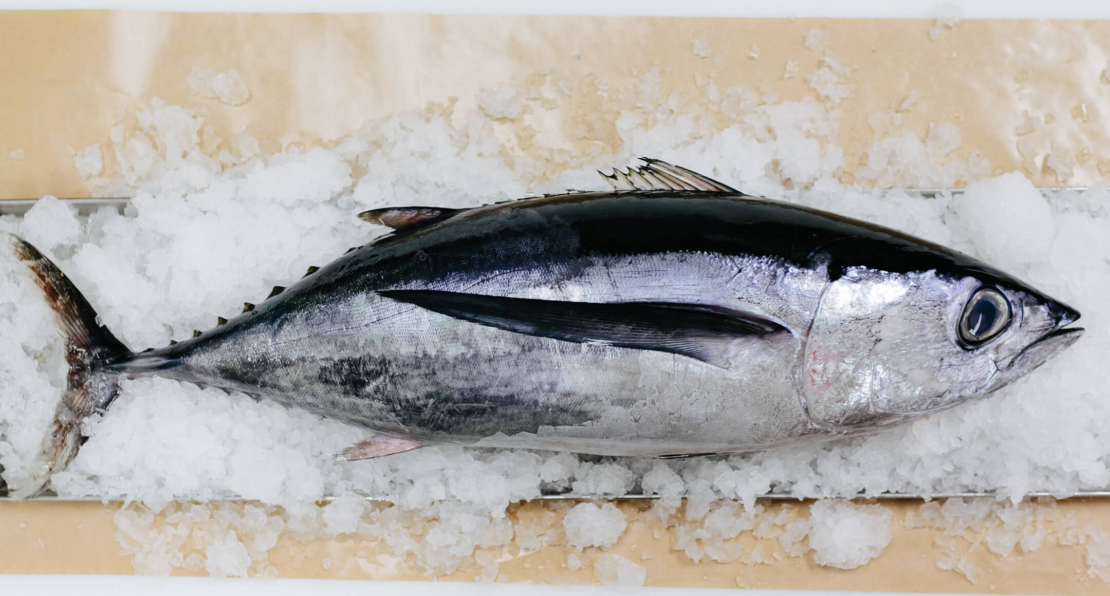 A whole Albacore tuna on ice.