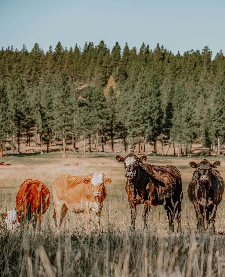 Four cows standing in a field