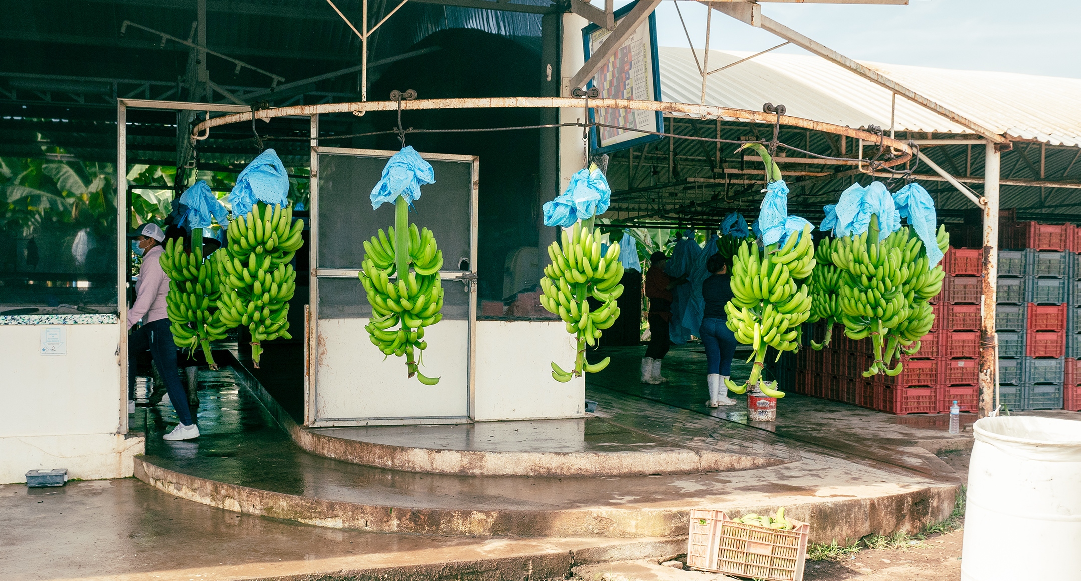Large stalks of banana bunches being processed at an Organics Unlimited farm.