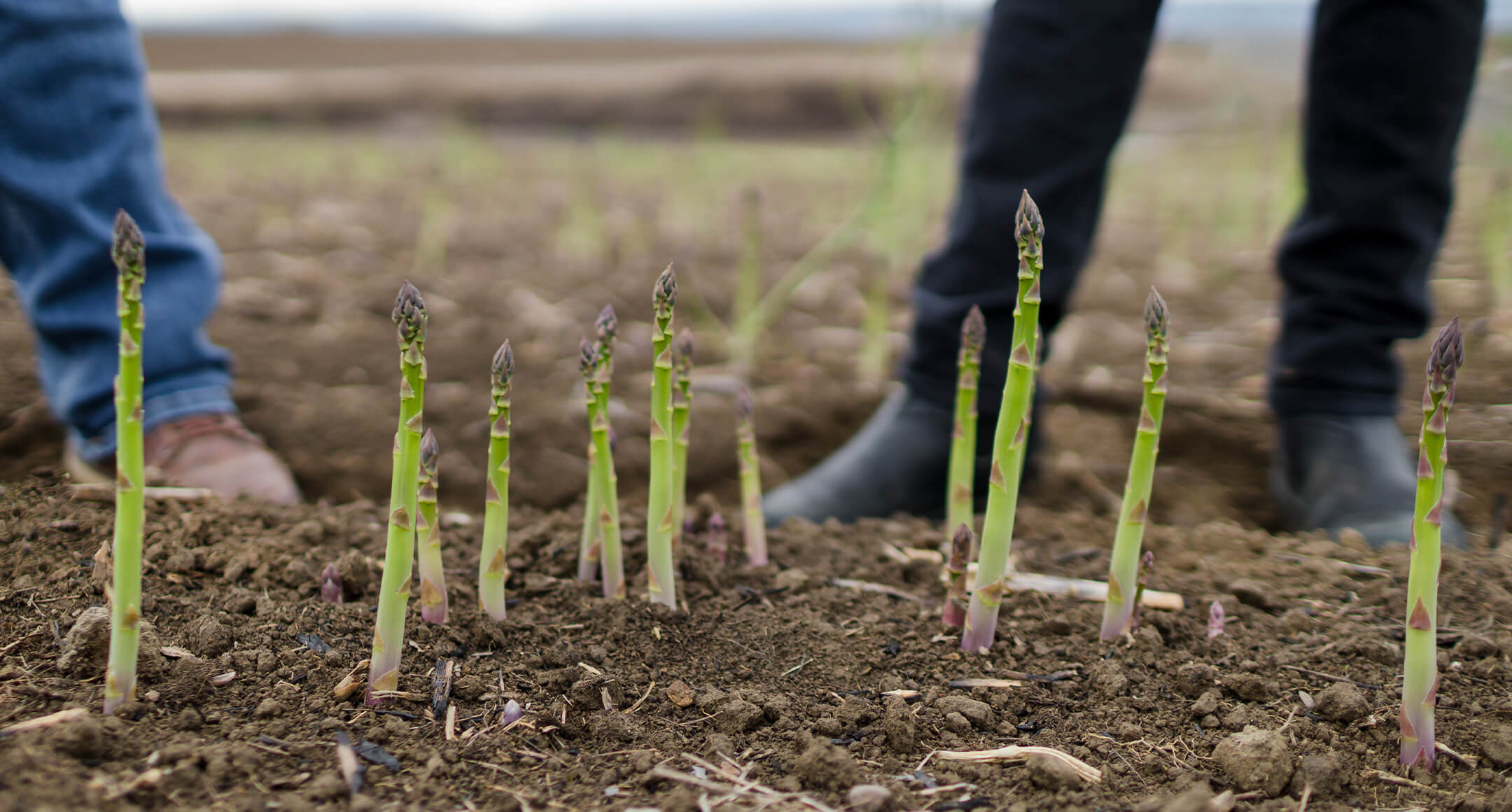 Asparagus spears growing out of the soil.