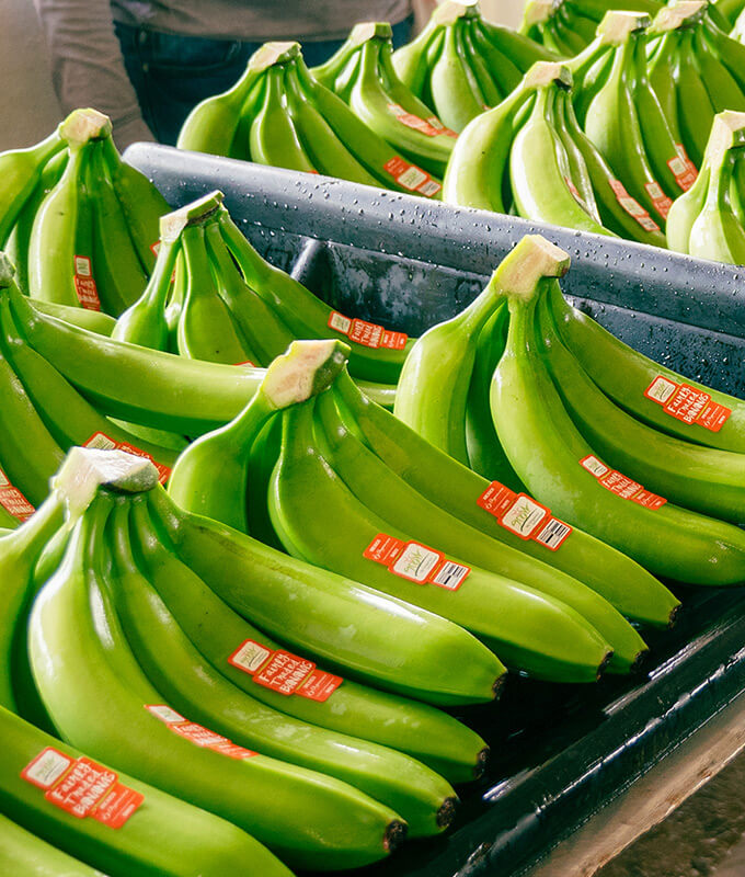 bunches of bananas stacked with "Grow" bananas stickers