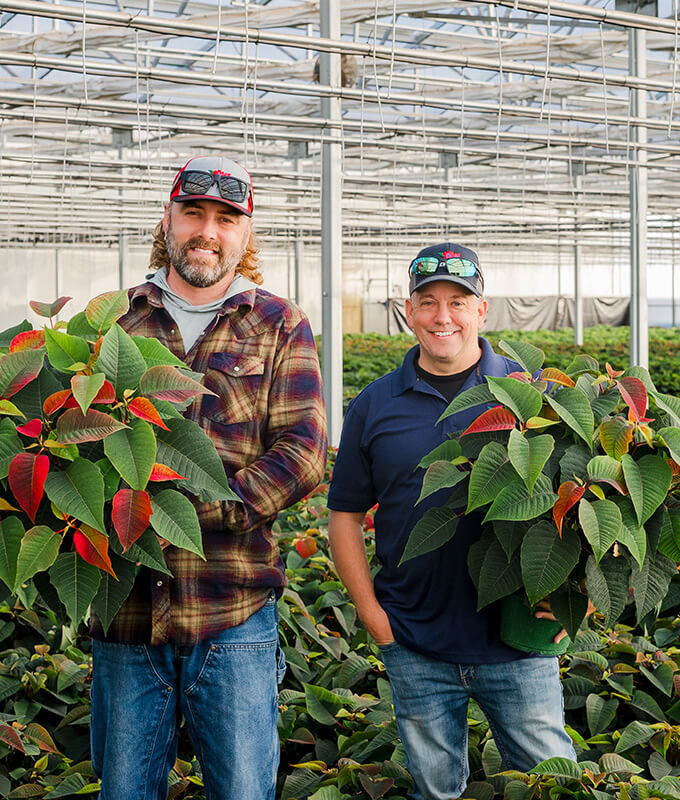 two people in a greenhouse holding fresh red poinsettia flowers
