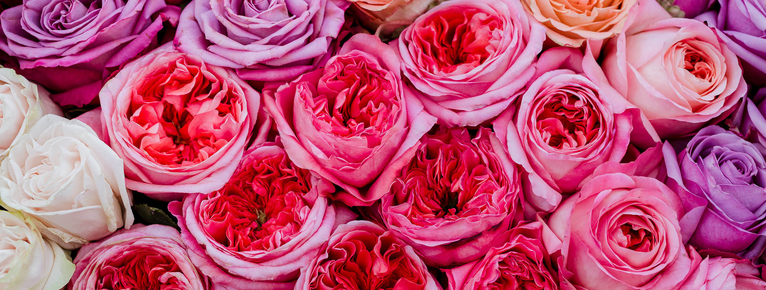 a variety of colorful roses shot from above the flowers.